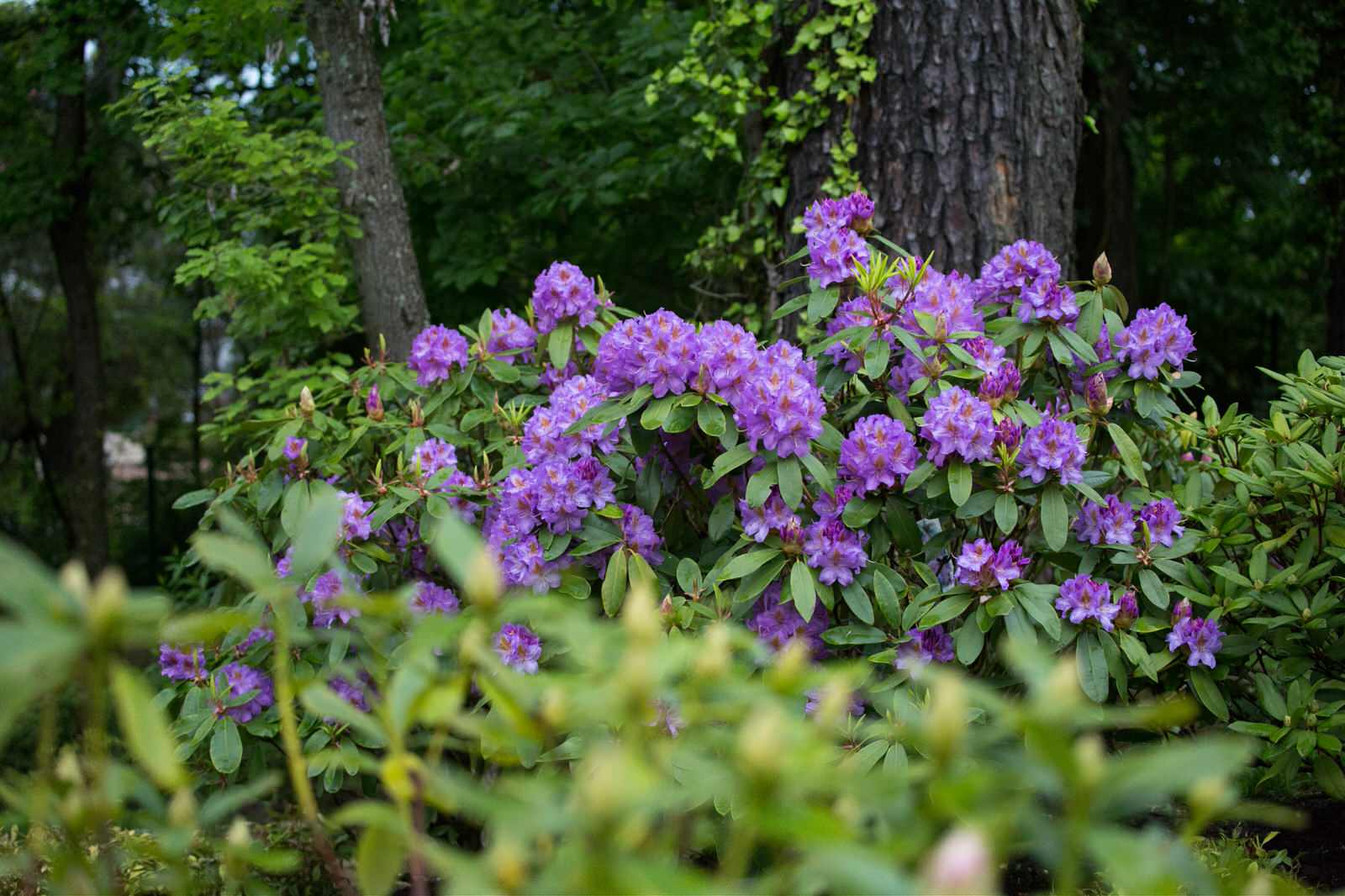 Зеленая роща