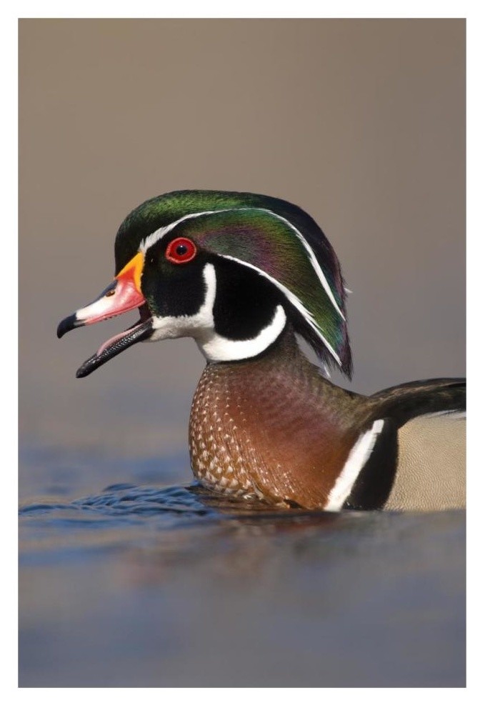 "Wood Duck male calling, Lapeer State Game Area, Michigan" Paper Art