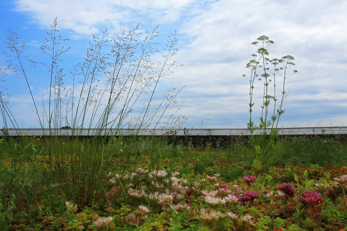 Сад на крыше