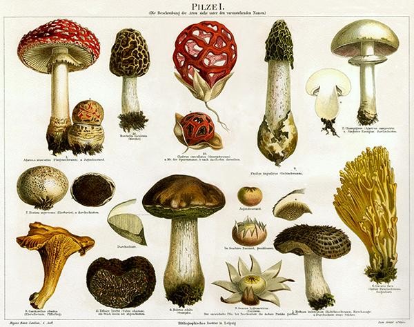 Types of mushroom