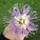 Last commented by Deziree Hayman