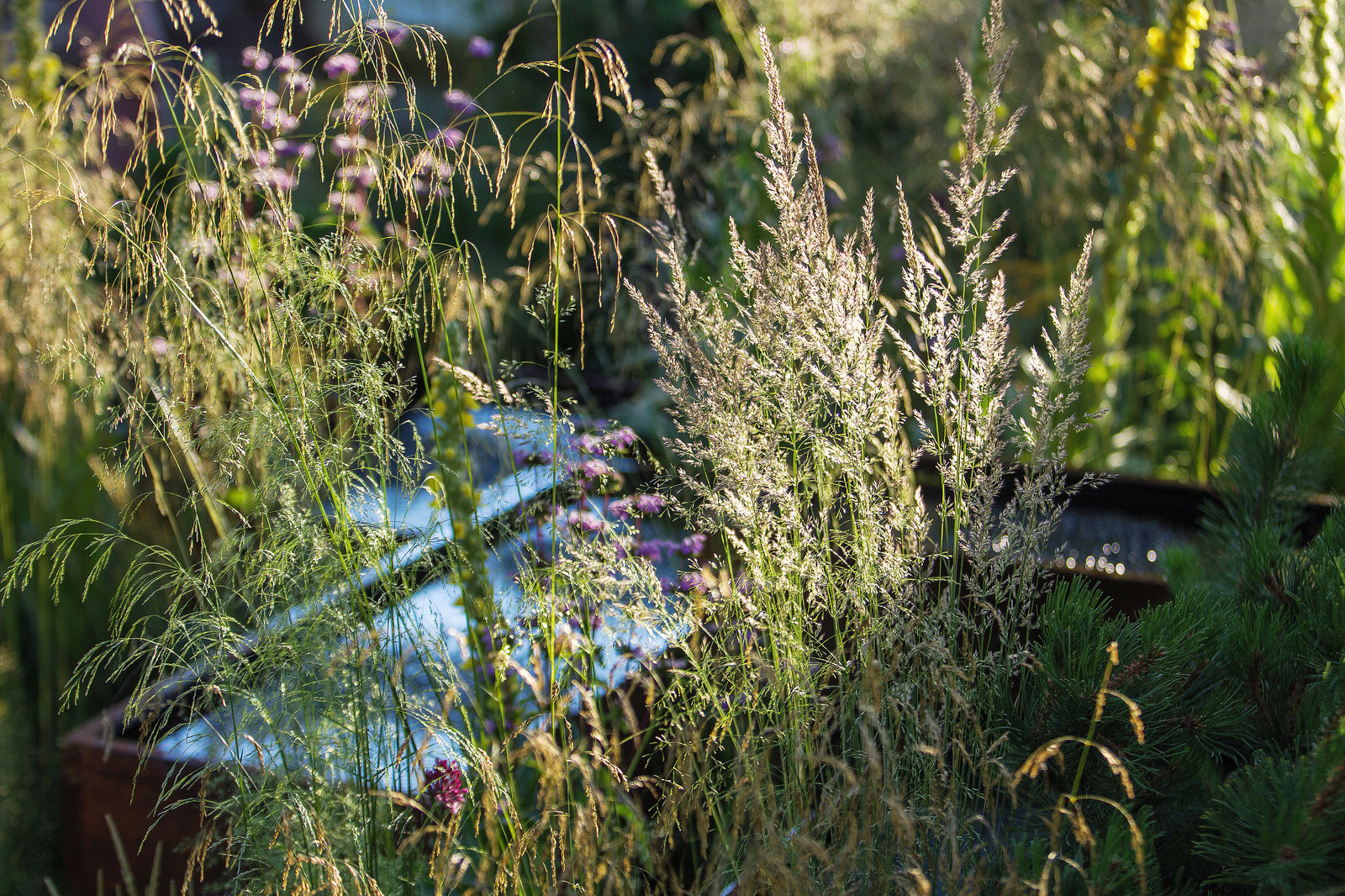 Сад   James Alexander-Sinclair  на Moscow Flower Show 2018  (вне  конкрса)