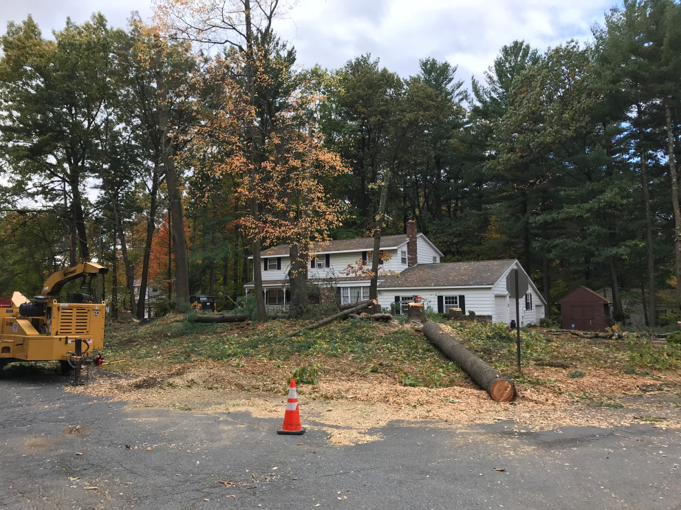 Tree Removal