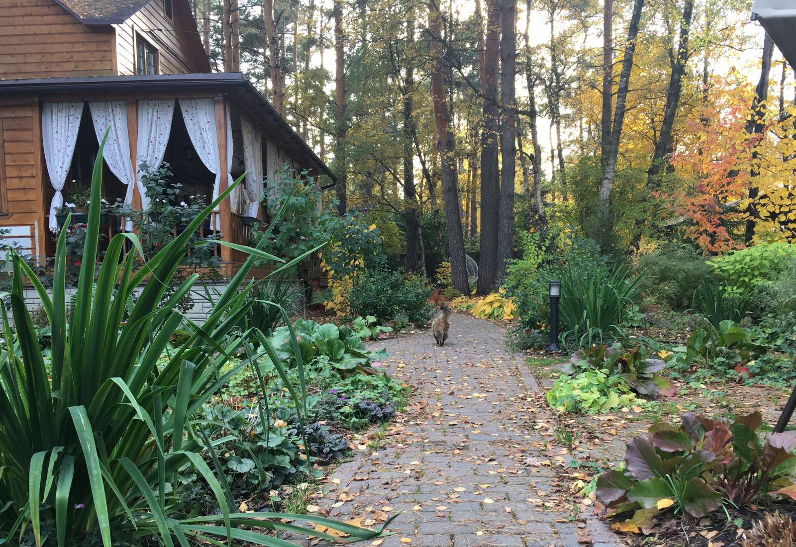 Белкин сад. Осень 2019