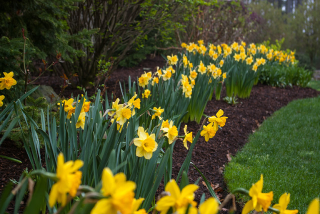 Spring Bulbs klassisch-garten
