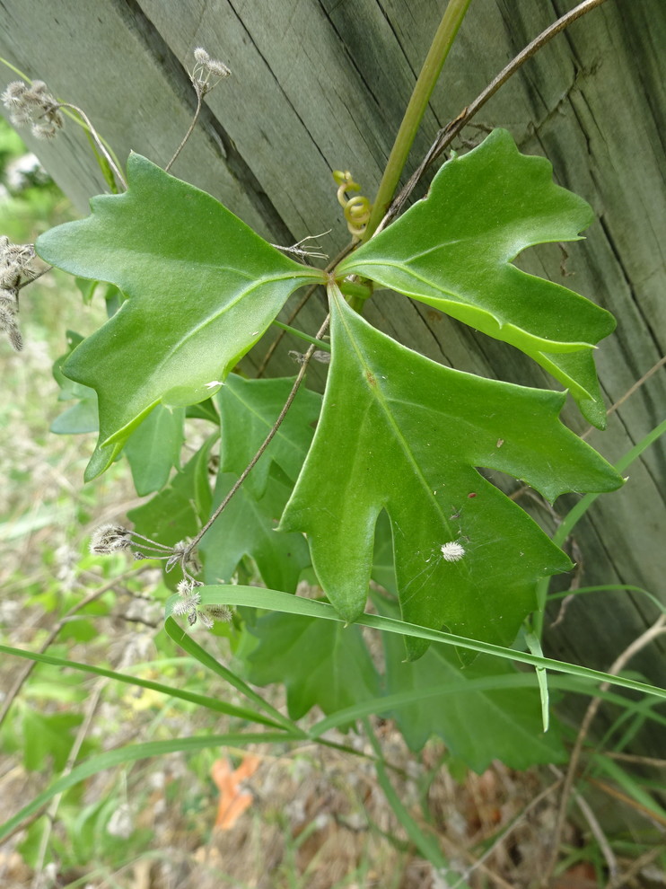 3Lobed Leaf Vine?