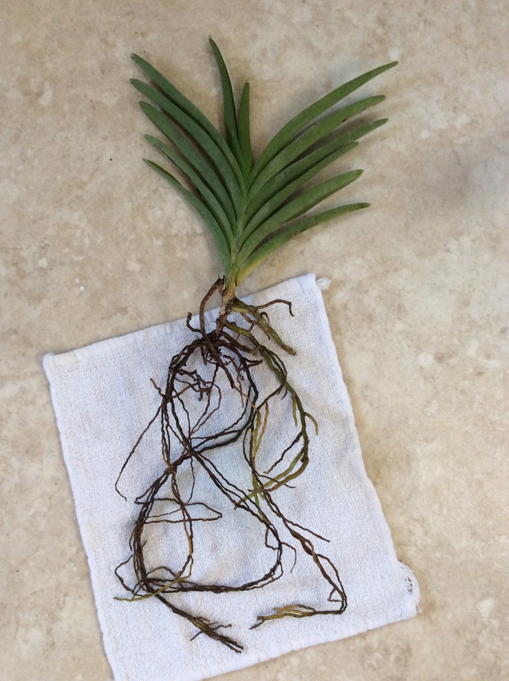 Vanda Starter Roots Vanda orchid root rot | Houzz Forum