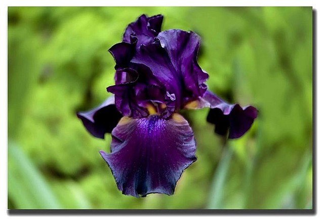 Photography of Purple Flower by Cary Hahn in Giclee Print on Canvass (18 in. x 2