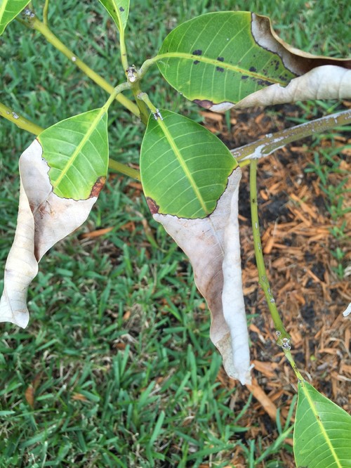 Mango tree, browning, dying leaves