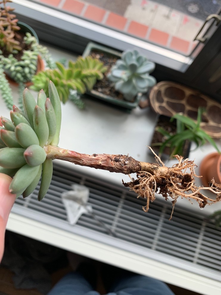 Echeveria plant mealy bugs and root rot