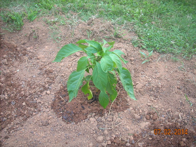 Pepper plants not growing tall