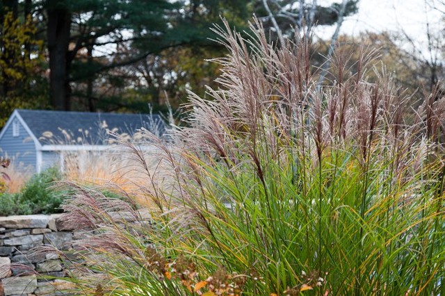 Charles River Garden contemporary-swimming-pool