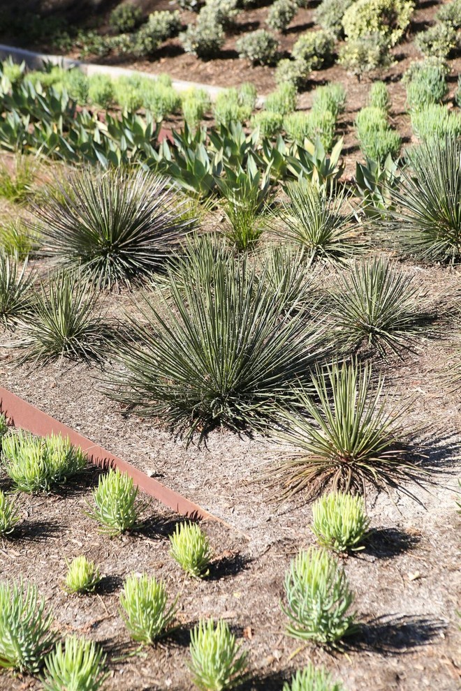 Inspiration for a mid-sized contemporary front yard partial sun xeriscape for summer in Orange County with a retaining wall and mulch.