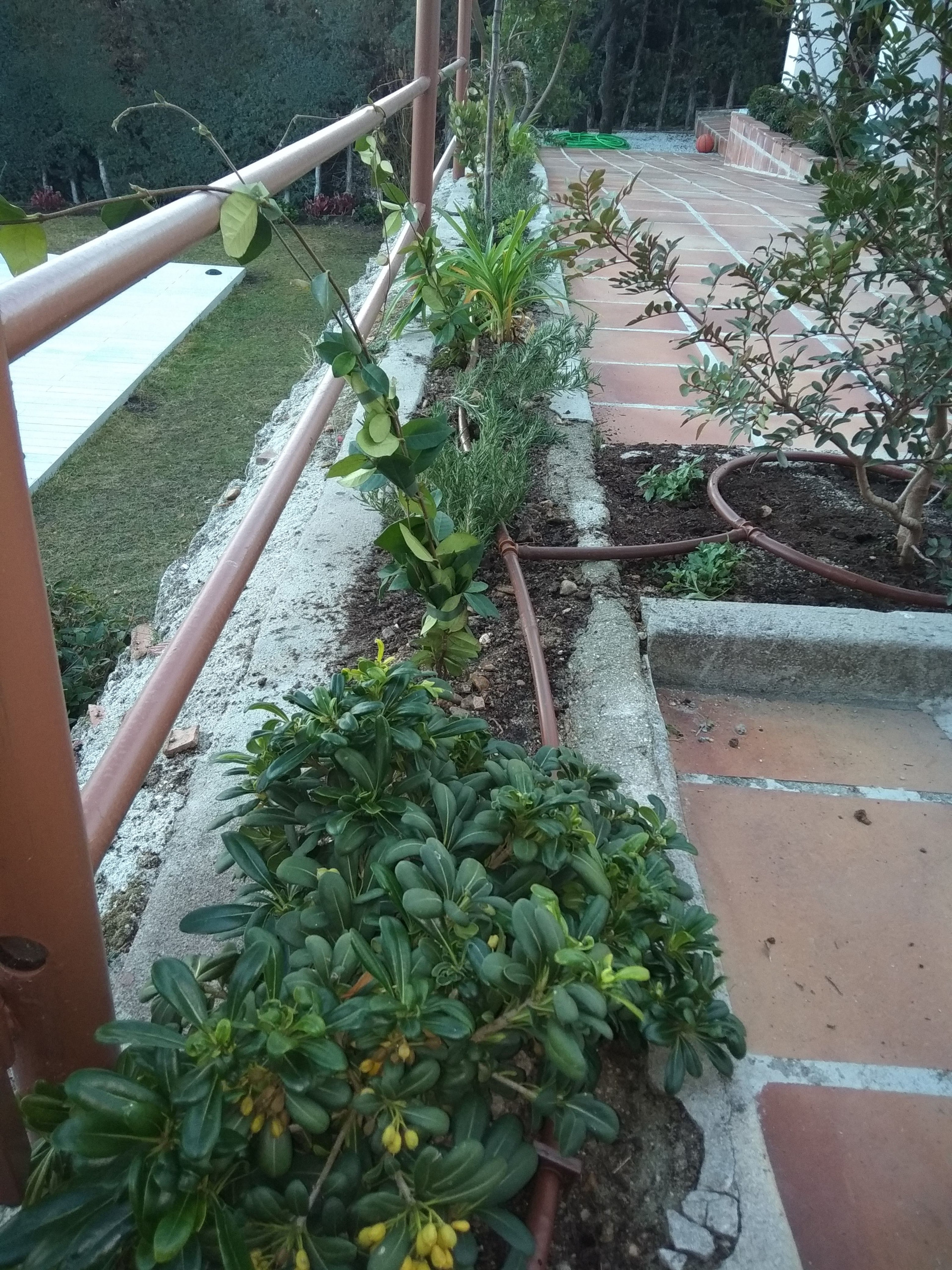 Dando color a viejos jardines