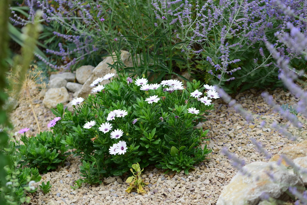 This is an example of a small mediterranean full sun and drought-tolerant hillside gravel landscaping in Other for summer.