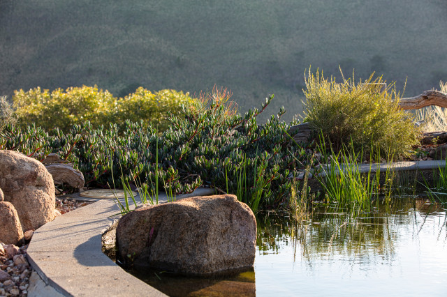 Natural Swimming Pools pool