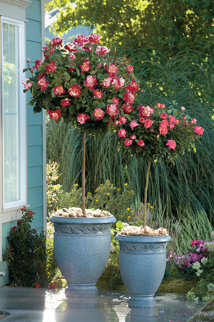 Tree Rose Double Delight with Summer Night - Traditional - Landscape ...