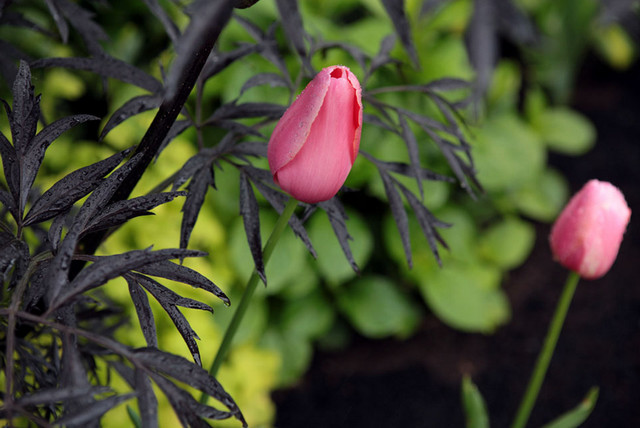 Flora & Fauna garden