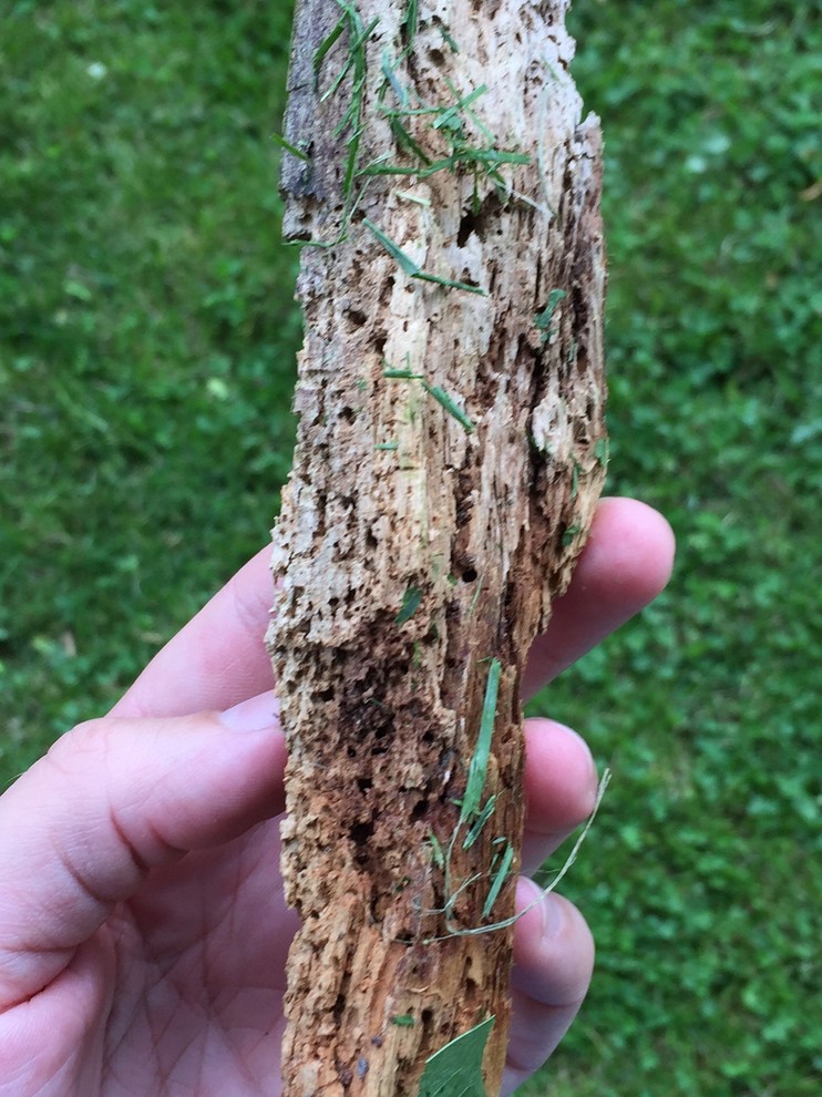 Maple Tree Disease or Ants or