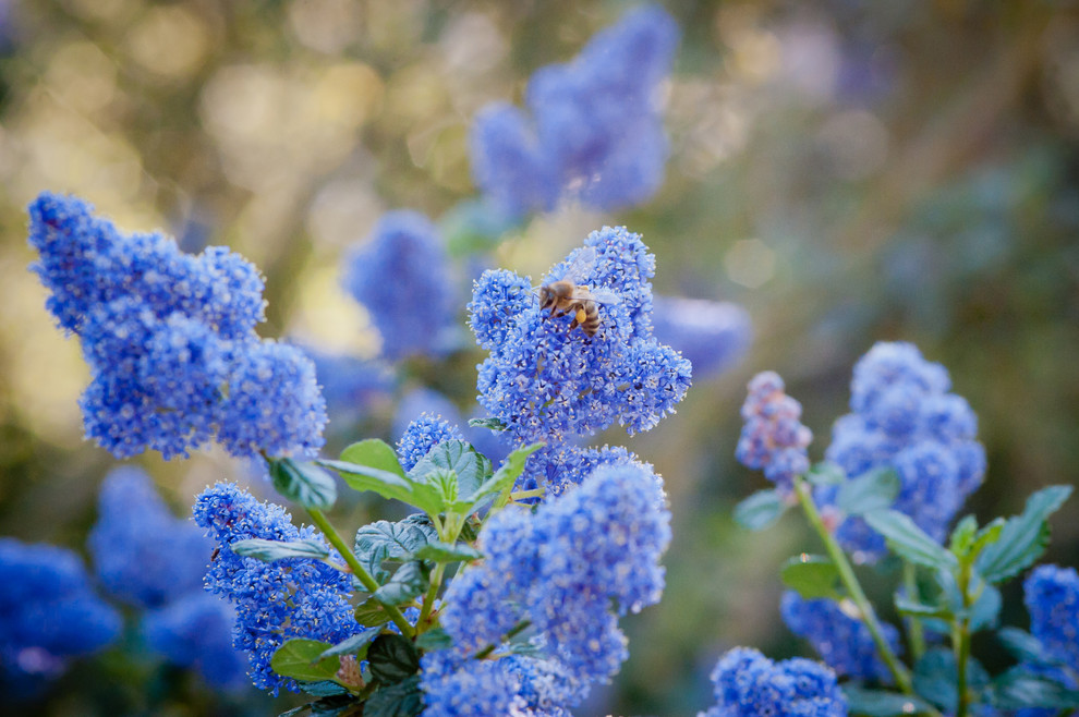Inspiration for a transitional drought-tolerant and full sun landscaping in Los Angeles for spring.