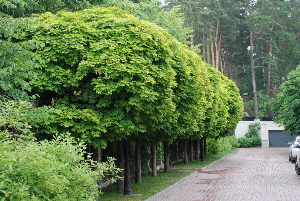 Небольшой сад на Рублевском шоссе
