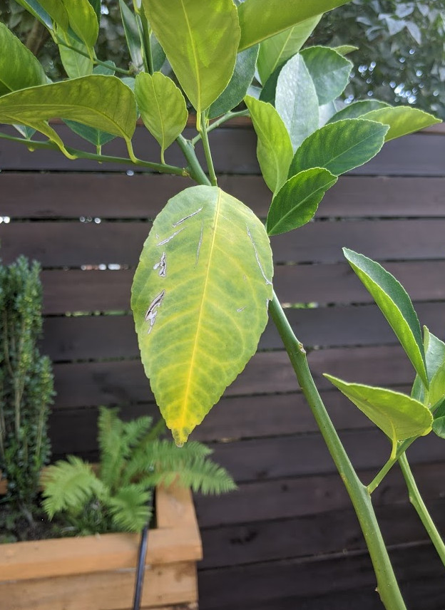 Meyer Lemon leaves yellowing What is missing?