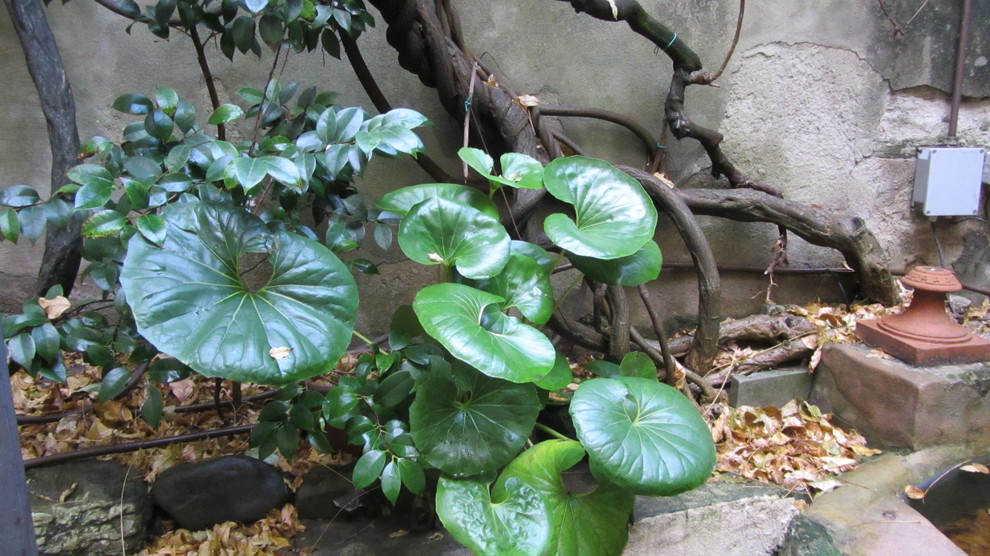 Городское озеленение