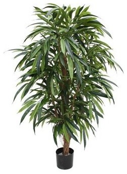 5-ft. Longifolia De Luxe