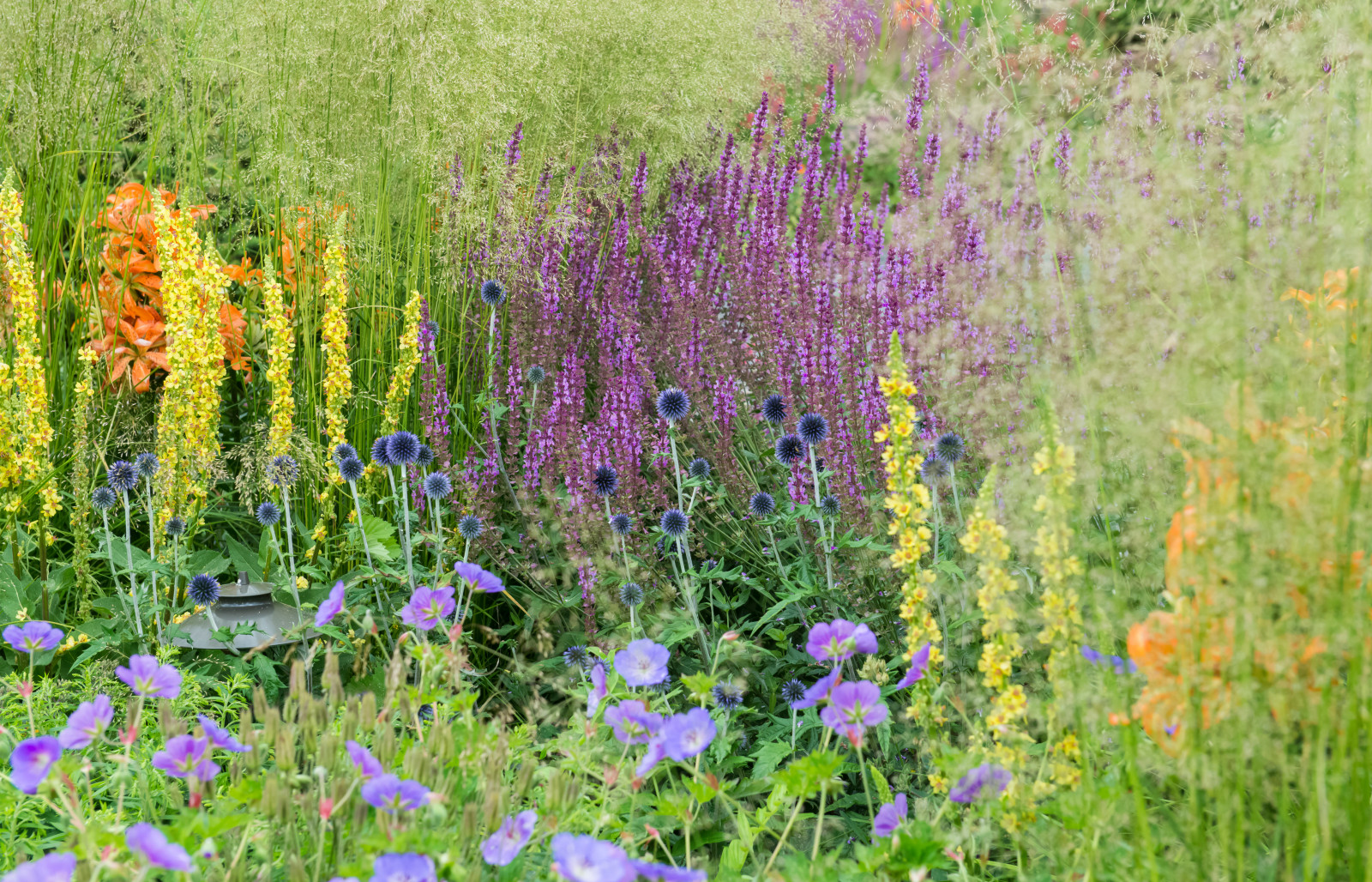 Многолетники