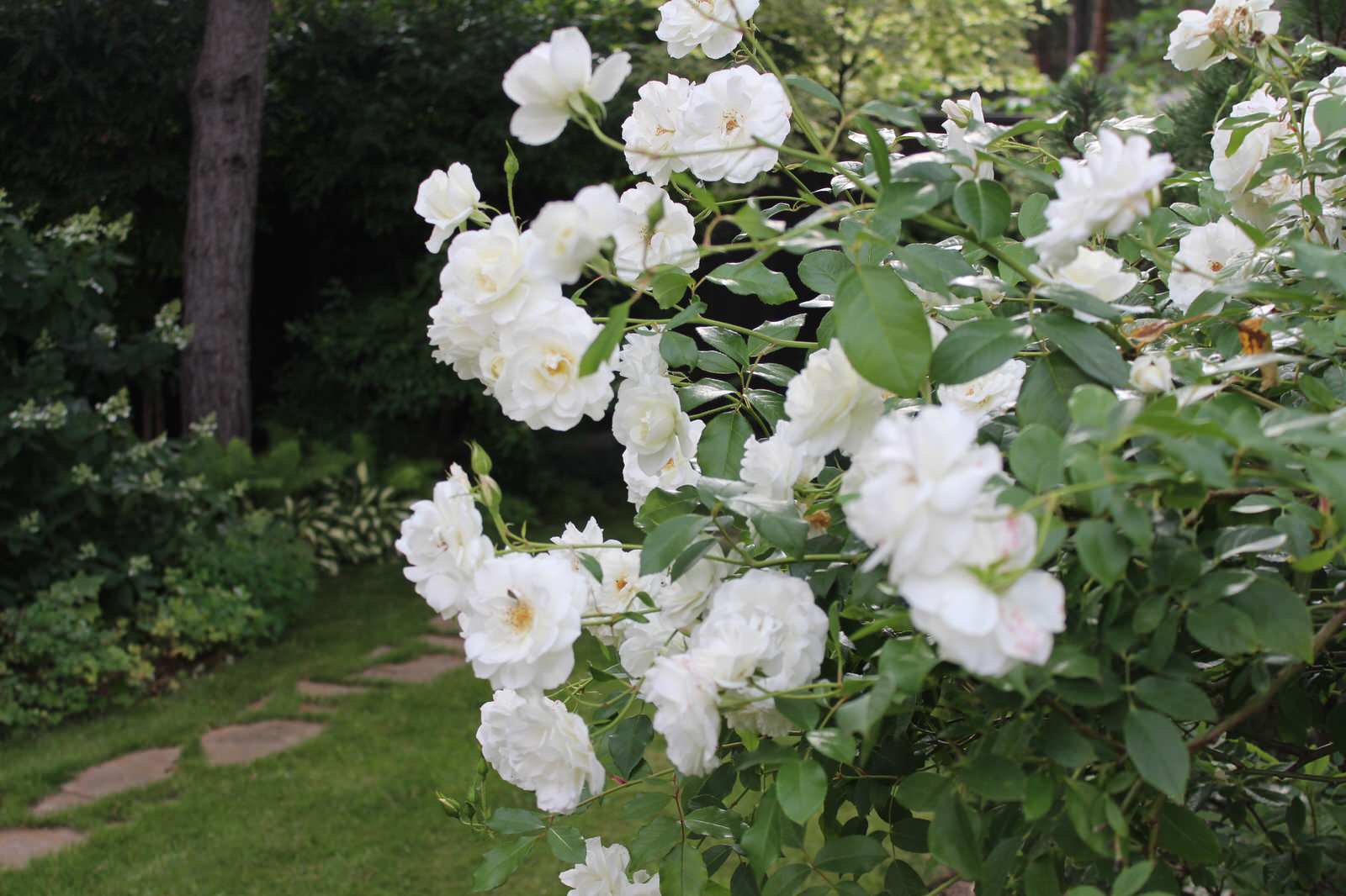 "Нововоронеж"