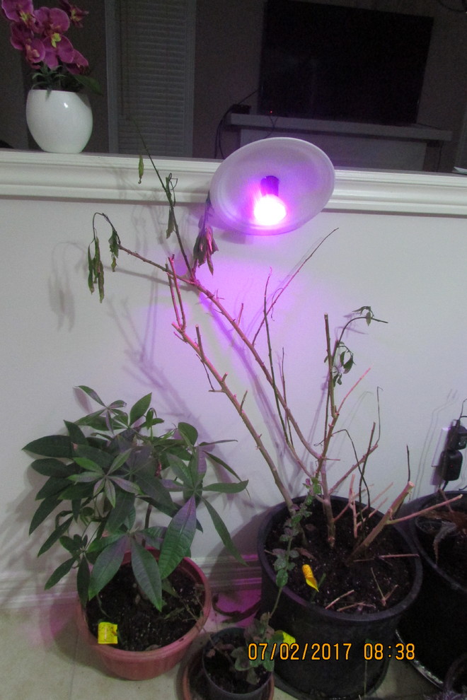 Any tips using artificial light for plants