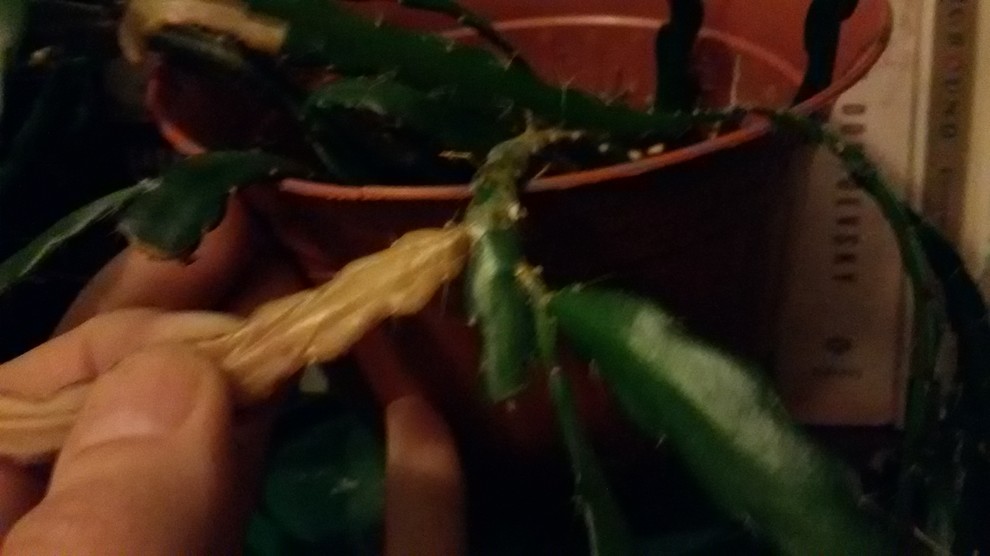 Fishbone cactus - random leaves turning yellow, otherwise healthy?