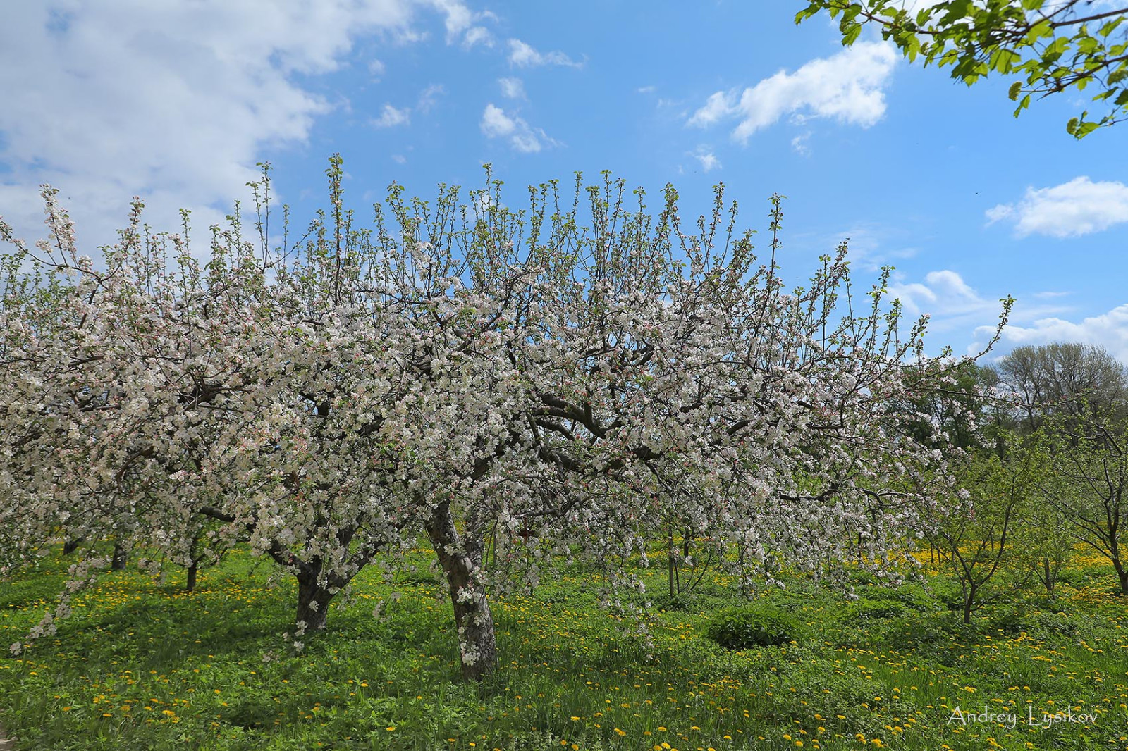 Плодовый сад МГУ