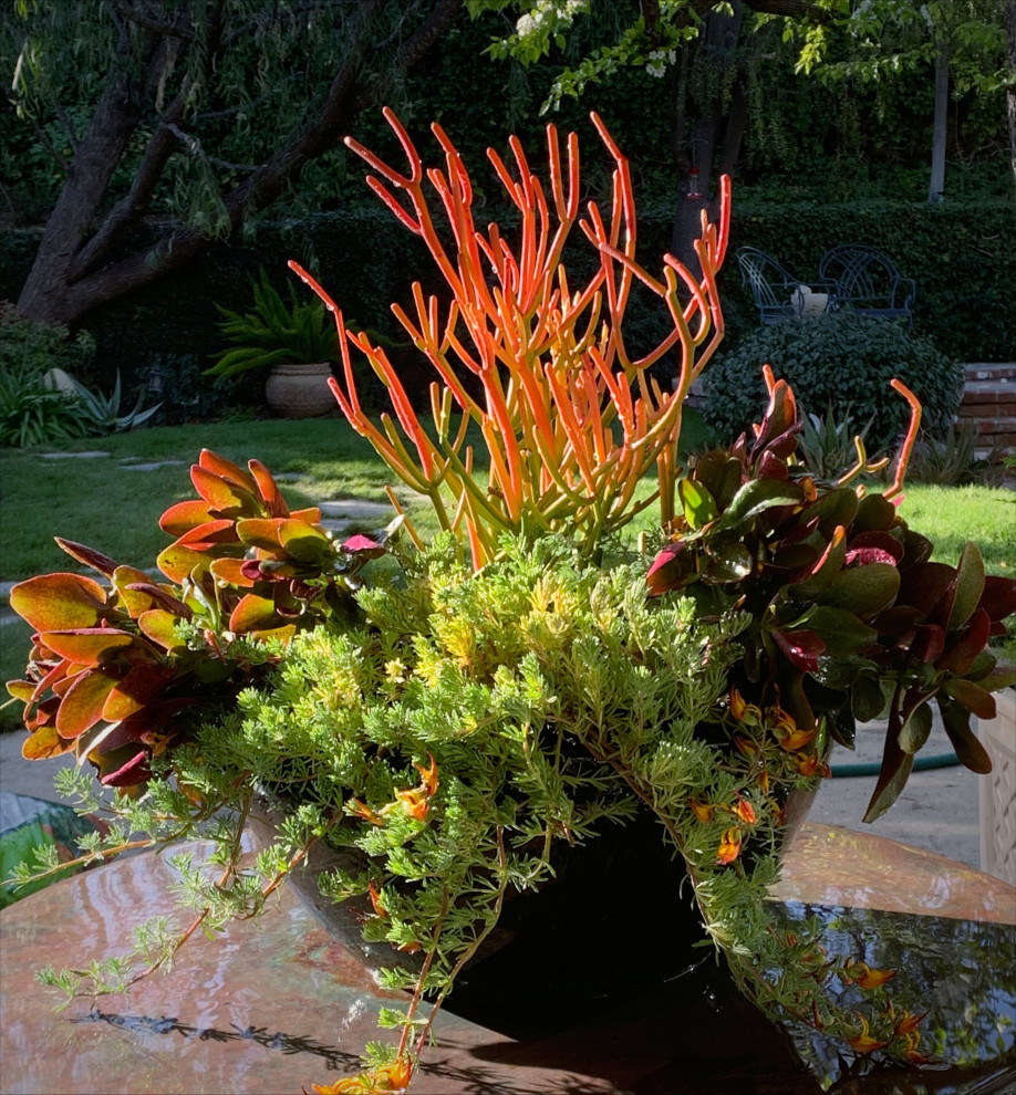 Poolside Patio Plants