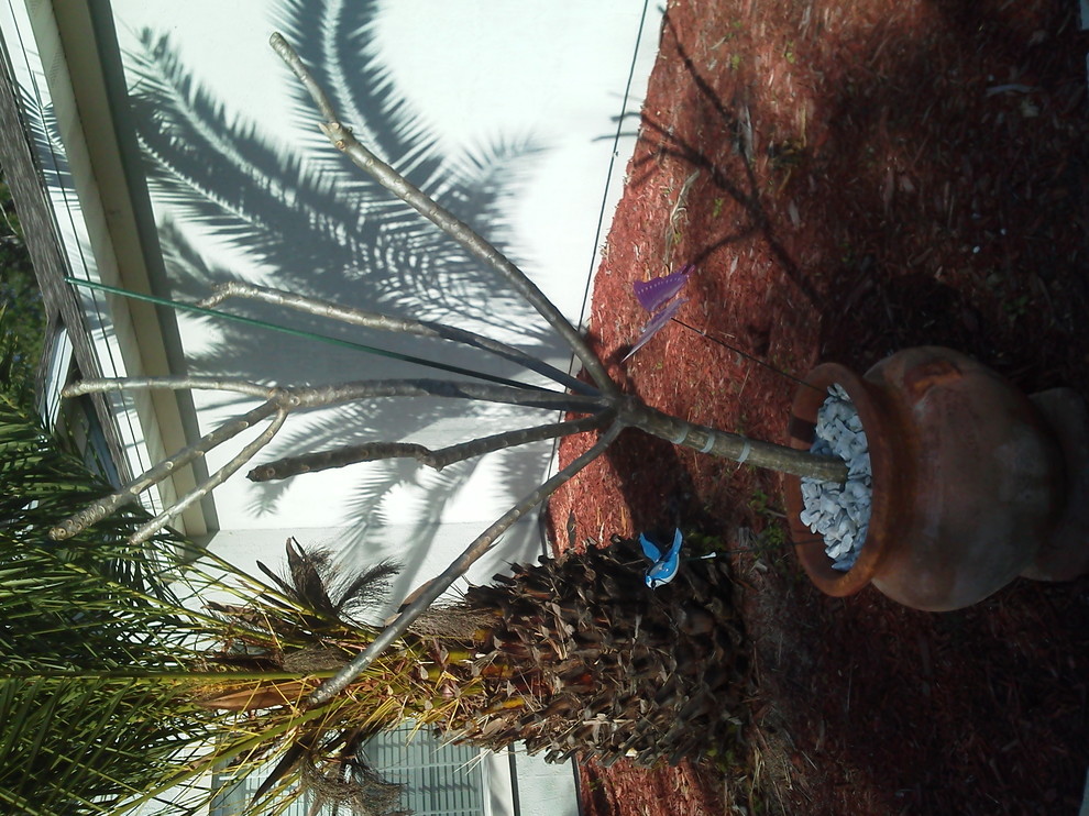 My Plumeria Tree After NE Flotrida Hard Freeze