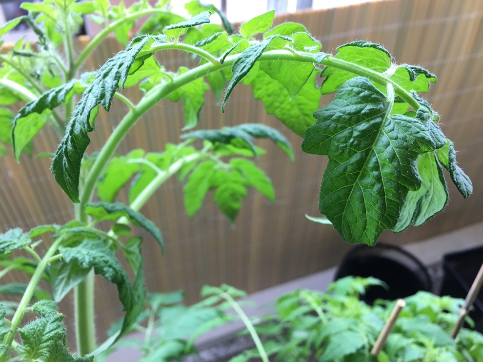 tomato leaves/stems are curling/clawing