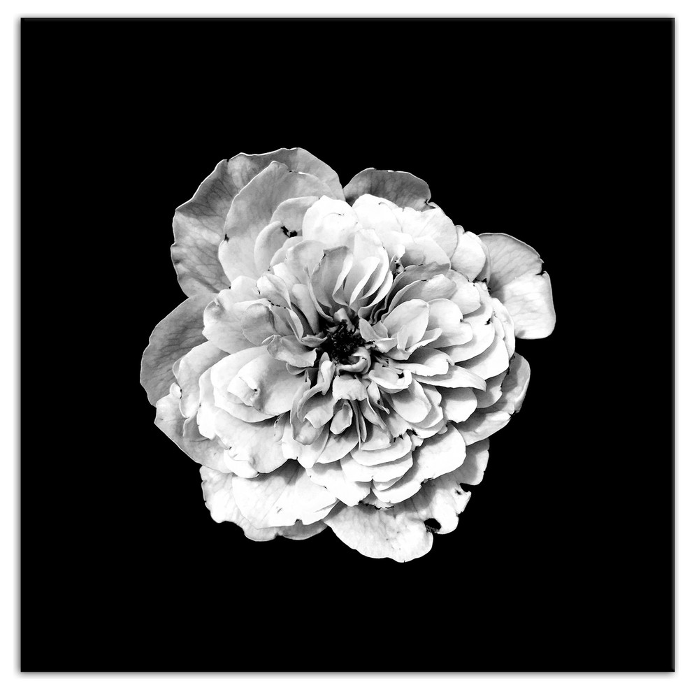 White Flower on Black Background Print on Canvas Contemporary