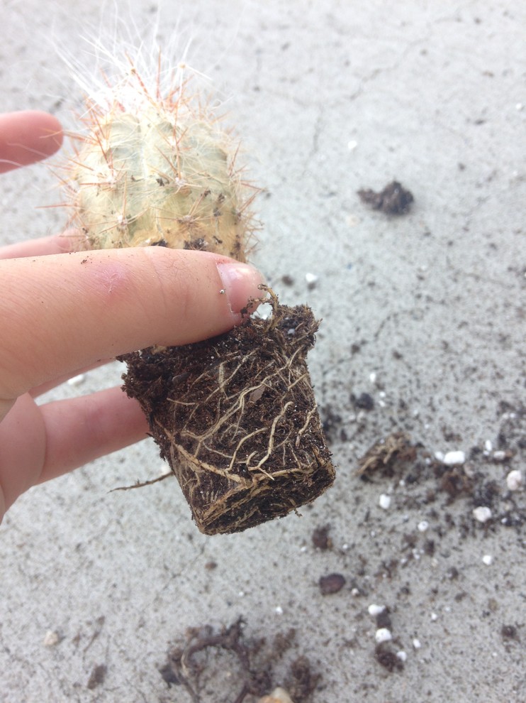 Root bound cacti