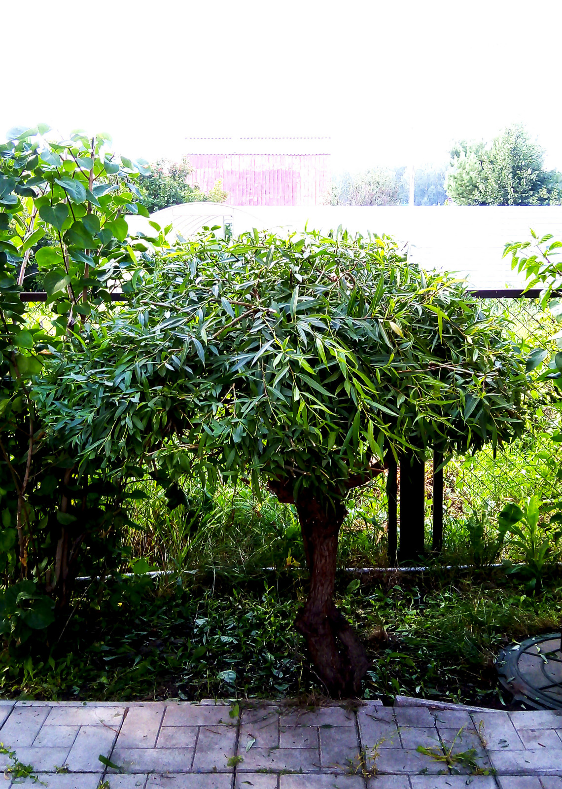 Обрезка и стрижка деревьев и кустарников