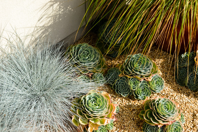 Modern Desert Style: a Water-Wise Front Yard Patio & Garden moderne-have