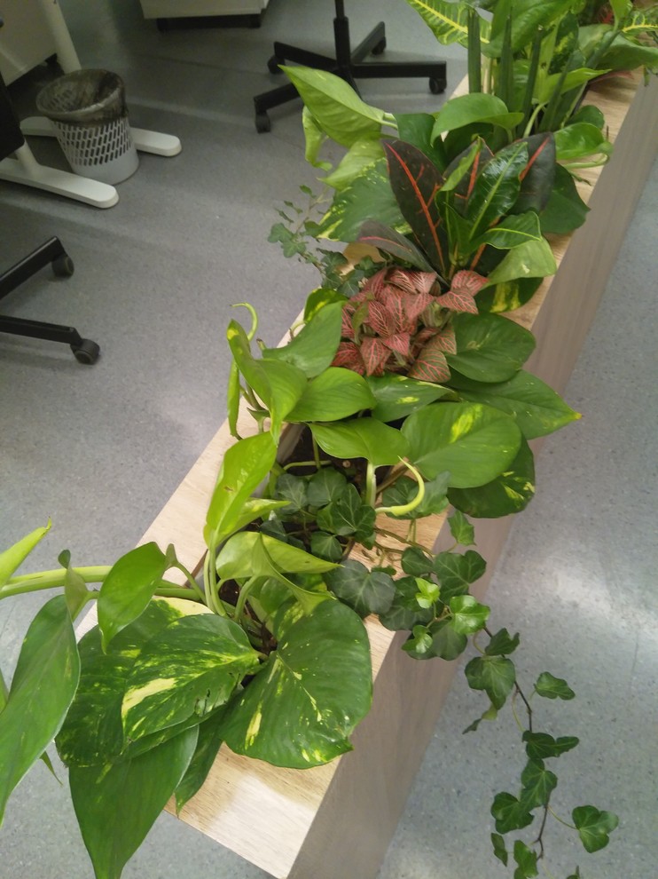 Озеленение офиса администрации МЕГА Омск