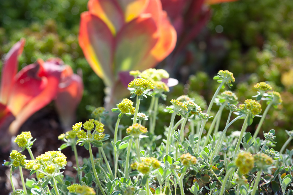 Großer Moderner Vorgarten im Frühling mit direkter Sonneneinstrahlung, Betonboden, Holzzaun und Blumenbeet in Los Angeles