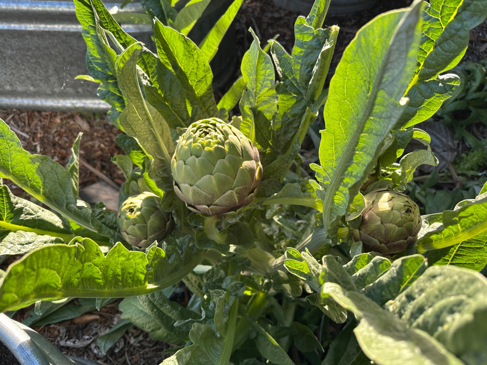 spring artichokes in San Pedro, CA garden