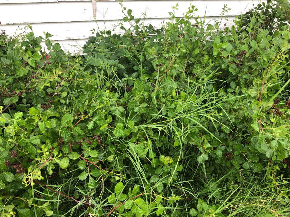 bermuda grass in spreading shrubs