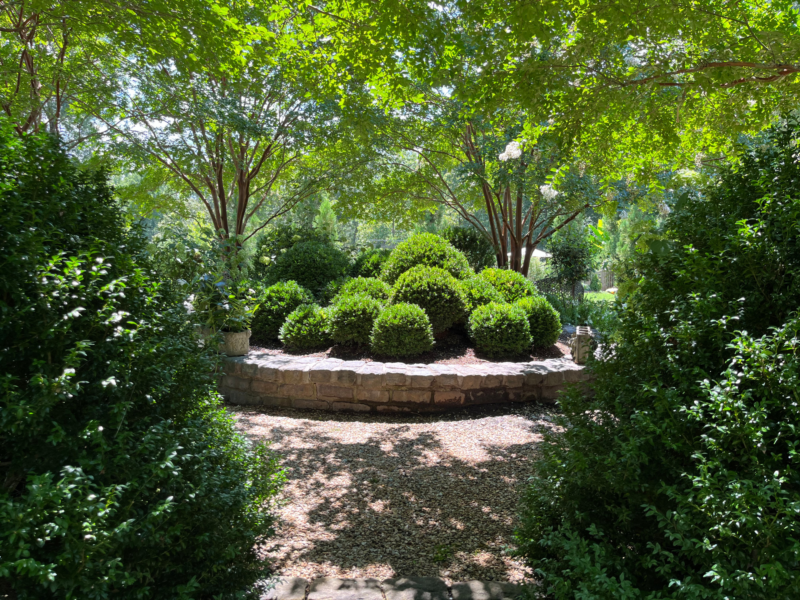 Boxwood Cloud