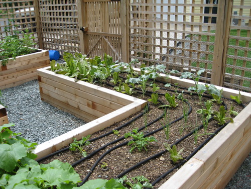 A tall lattice fence gates off these planters from the rest of the yard.