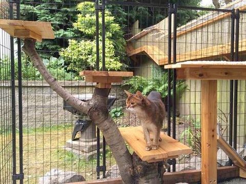 Outdoor Cat Enclosure Ideas Houzz Outdoor Cat Enclosure Ideas Houzz, Outdoor Cat Kennel Ideas