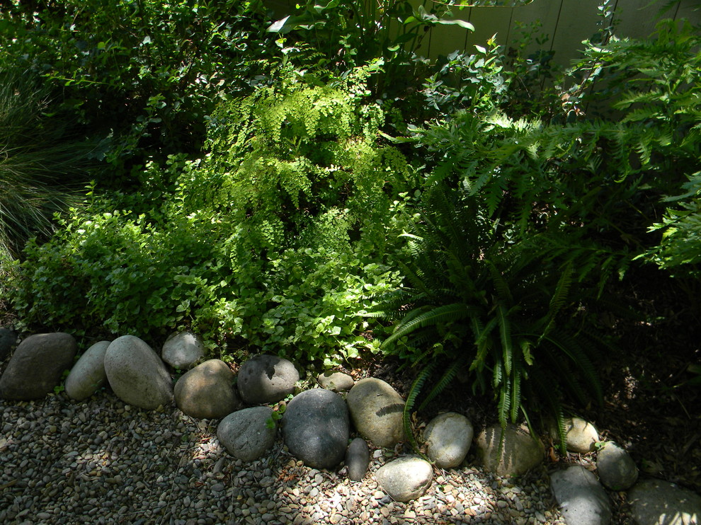 Inspiration for a mid-sized midcentury backyard shaded garden in San Francisco with gravel.