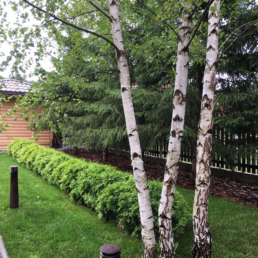 Сад на Новой Риге