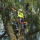 Elite Tree Experts, LLC